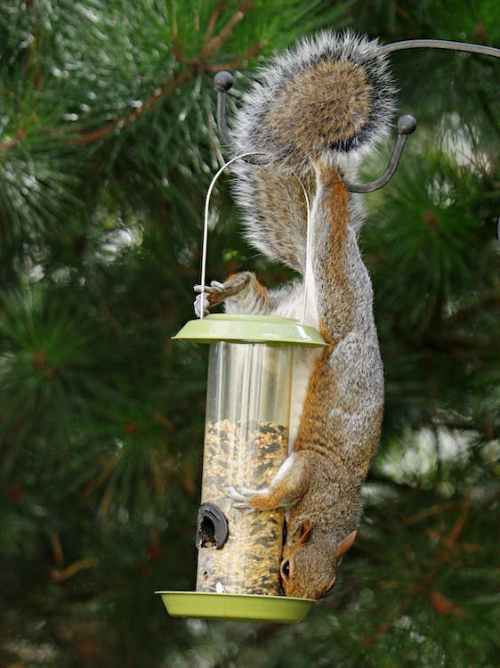 Eichhörnchen frisst Vogelfutter