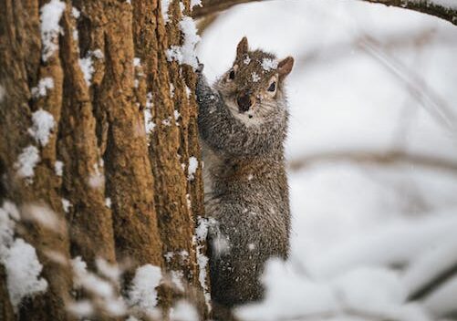 Eichhörnchen im Schnee am Baum