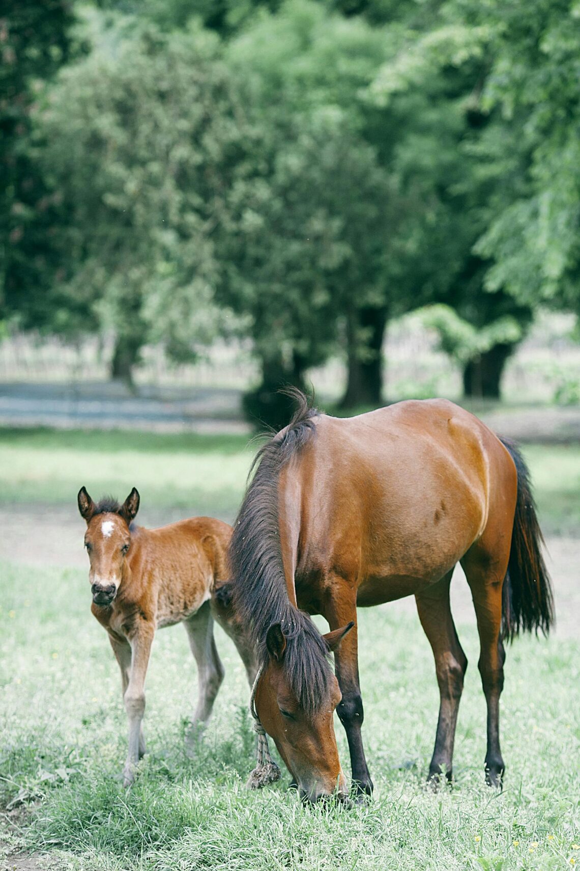 Pferd