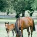 Pferd