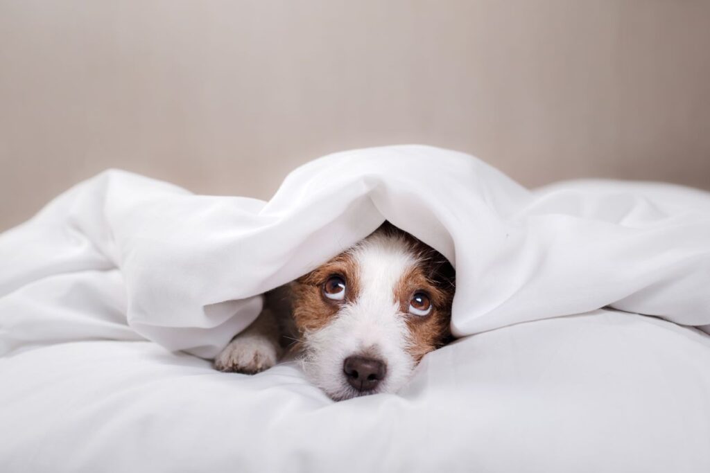 Ein kleiner Hund liegt gemütlich unter einer weißen Bettdecke, geschützt durch einen nachhaltigen Schonbezug für die Matratze.
