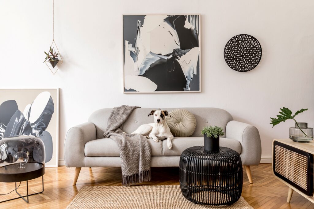 Ein Hund sitzt auf einer Couch