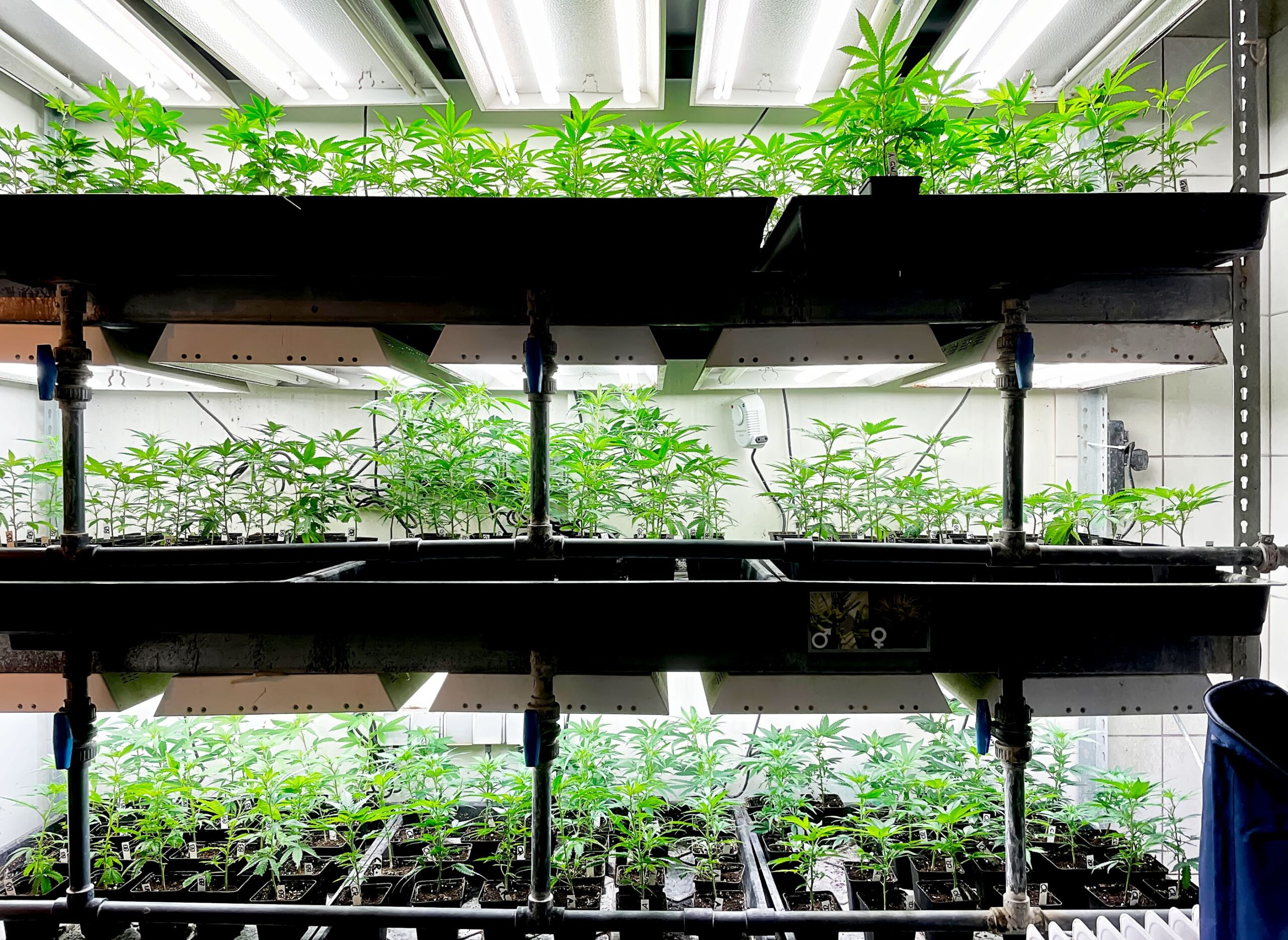 Cannabis Samen_Ganja Farmer