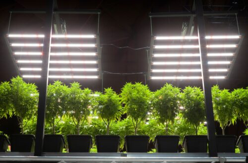 Cannabis Samen_fuer_den_Anbau_Ganja Farmer